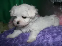 Makai, a male Maltese for sale in Billings, MO – Photo 8 of 9