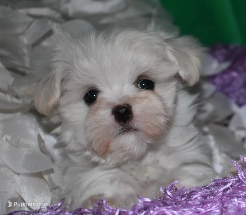 Makai – Maltese puppy for sale in Billings, MO