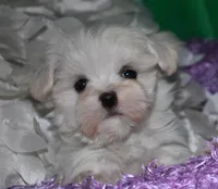Makai, a male Maltese for sale in Billings, MO – Photo 1 of 9
