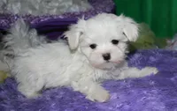 Makai, a male Maltese for sale in Billings, MO – Photo 6 of 9