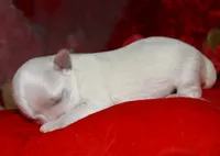 Makai, a male Maltese for sale in Billings, MO – Photo 1 of 7