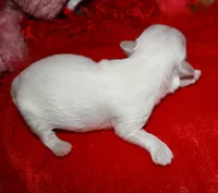 Makai, a male Maltese for sale in Billings, MO – Photo 7 of 7