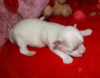 Makai, a male Maltese for sale in Billings, MO – Photo 6 of 7