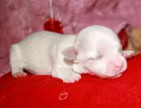 Makai, a male Maltese for sale in Billings, MO – Photo 3 of 7