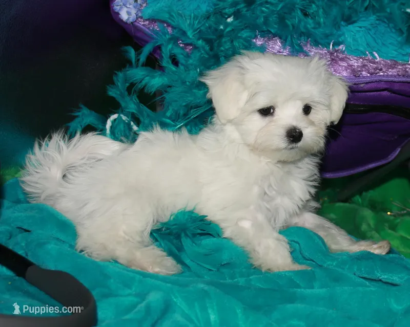 Makai – Maltese puppy for sale in Billings, MO