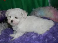 Makai, a male Maltese for sale in Billings, MO – Photo 3 of 9