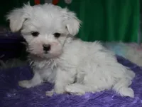 Makai, a male Maltese for sale in Billings, MO – Photo 5 of 9