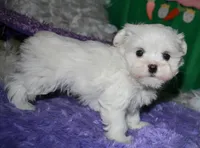 Makai, a male Maltese for sale in Billings, MO – Photo 4 of 9