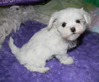 Makai, a male Maltese for sale in Billings, MO – Photo 7 of 9