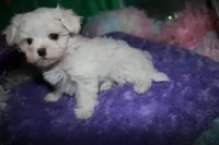 Makai, a male Maltese for sale in Billings, MO – Photo 9 of 9