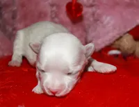 Makai, a male Maltese for sale in Billings, MO – Photo 2 of 7