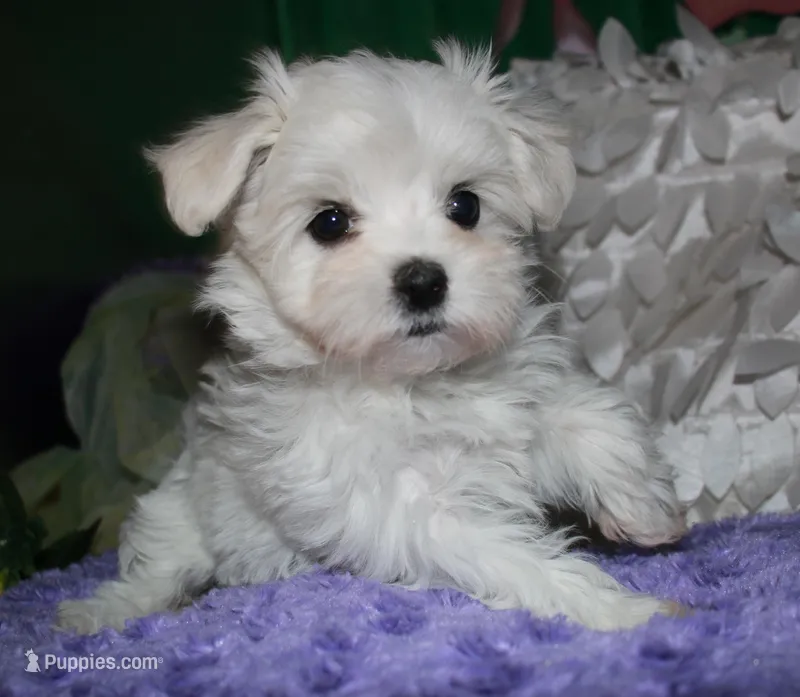 Makai – Maltese puppy for sale in Billings, MO