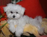 Chester, a male Maltese for sale in Billings, MO – 7 of 9