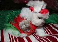 Piper, a male Maltese for sale in Billings, MO – 9 of 9