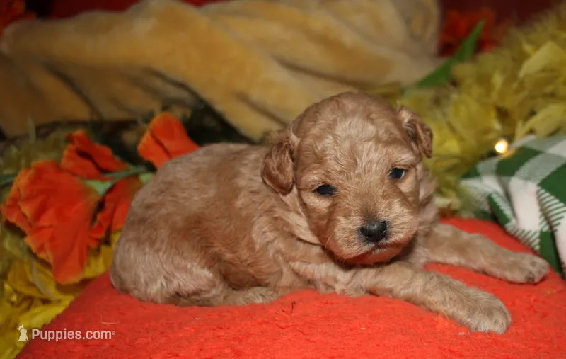 Goldie – Maltipoo puppy for sale in Billings, MO