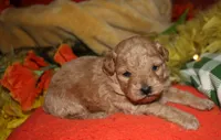 Goldie, a female Maltipoo for sale in Billings, MO – 1 of 10