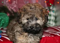 Theodore, a male Maltipoo for sale in Billings, MO – 9 of 10