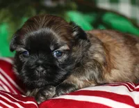 Jojo , a female Shih Tzu for sale in Billings, MO – 8 of 9