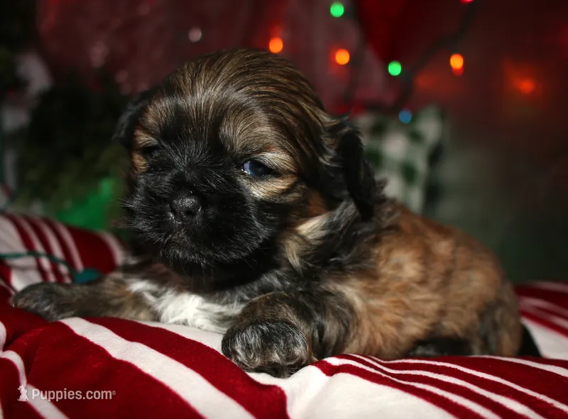 Shaggy – Shih Tzu puppy for sale in Billings, MO