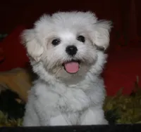 Stumpy, a male Maltese for sale in Billings, MO – 6 of 10