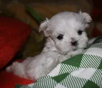 Rupert, a male Maltese for sale in Billings, MO – 8 of 9