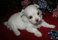 Mable, a male Maltese for sale in Billings, MO – 2 of 8