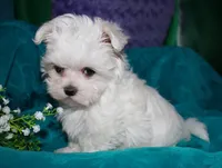 Fannie, a female Maltese for sale in Billings, MO – 6 of 10