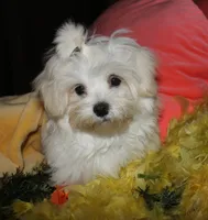 Fred, a male Maltese for sale in Billings, MO – 3 of 10
