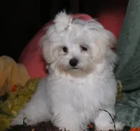 Fred, a male Maltese for sale in Billings, MO – 8 of 10