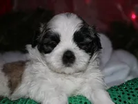 Charlie, a male Shih Tzu for sale in Billings, MO – 4 of 9