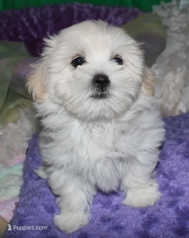 Shiloh  – Shihpoo puppy for sale in Billings, MO