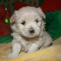 Shiloh , a female Shihpoo for sale in Billings, MO – Photo 4 of 9