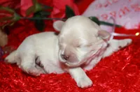 Shiloh , a female Shihpoo for sale in Billings, MO – Photo 3 of 7