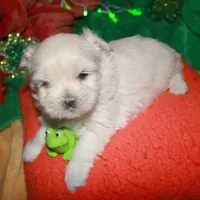 Shiloh , a female Shihpoo for sale in Billings, MO – Photo 8 of 9