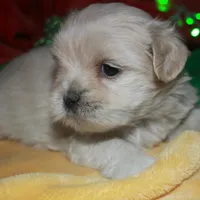 Shiloh , a female Shihpoo for sale in Billings, MO – Photo 6 of 9