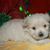 Shiloh , a female Shihpoo for sale in Billings, MO – Photo 5 of 9