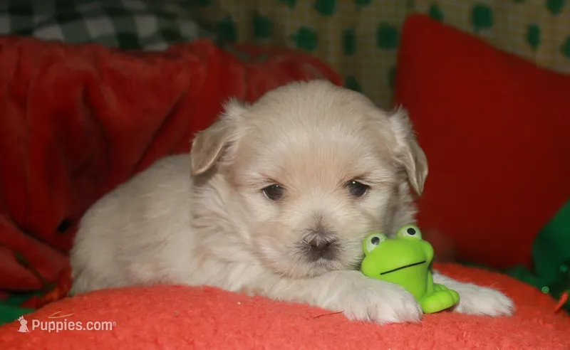 Shiloh  – Shihpoo puppy for sale in Billings, MO