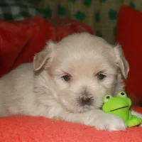 Shiloh , a female Shihpoo for sale in Billings, MO – Photo 1 of 9