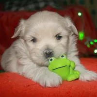Shiloh , a female Shihpoo for sale in Billings, MO – Photo 3 of 9
