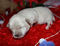 Shiloh , a female Shihpoo for sale in Billings, MO – Photo 6 of 7