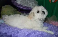 Shiloh , a female Shihpoo for sale in Billings, MO – 1 of 10