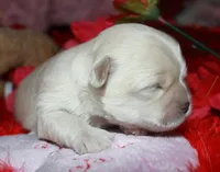 Shiloh , a female Shihpoo for sale in Billings, MO – Photo 2 of 7