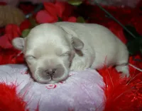 Shiloh , a female Shihpoo for sale in Billings, MO – Photo 4 of 7