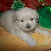 Shiloh , a female Shihpoo for sale in Billings, MO – Photo 7 of 9