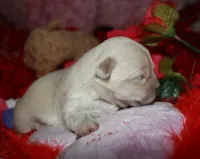 Shiloh , a female Shihpoo for sale in Billings, MO – Photo 5 of 7