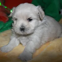 Shiloh , a female Shihpoo for sale in Billings, MO – Photo 9 of 9