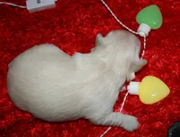 Shiloh , a female Shihpoo for sale in Billings, MO – Photo 7 of 7