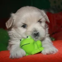 Shiloh , a female Shihpoo for sale in Billings, MO – Photo 2 of 9