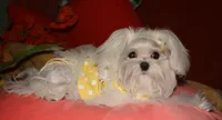 Maci, a female Maltese for sale in Billings, MO – 5 of 8