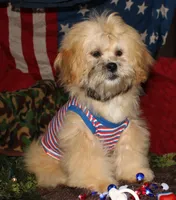 Luke, a male Shihpoo for sale in Billings, MO – 4 of 9